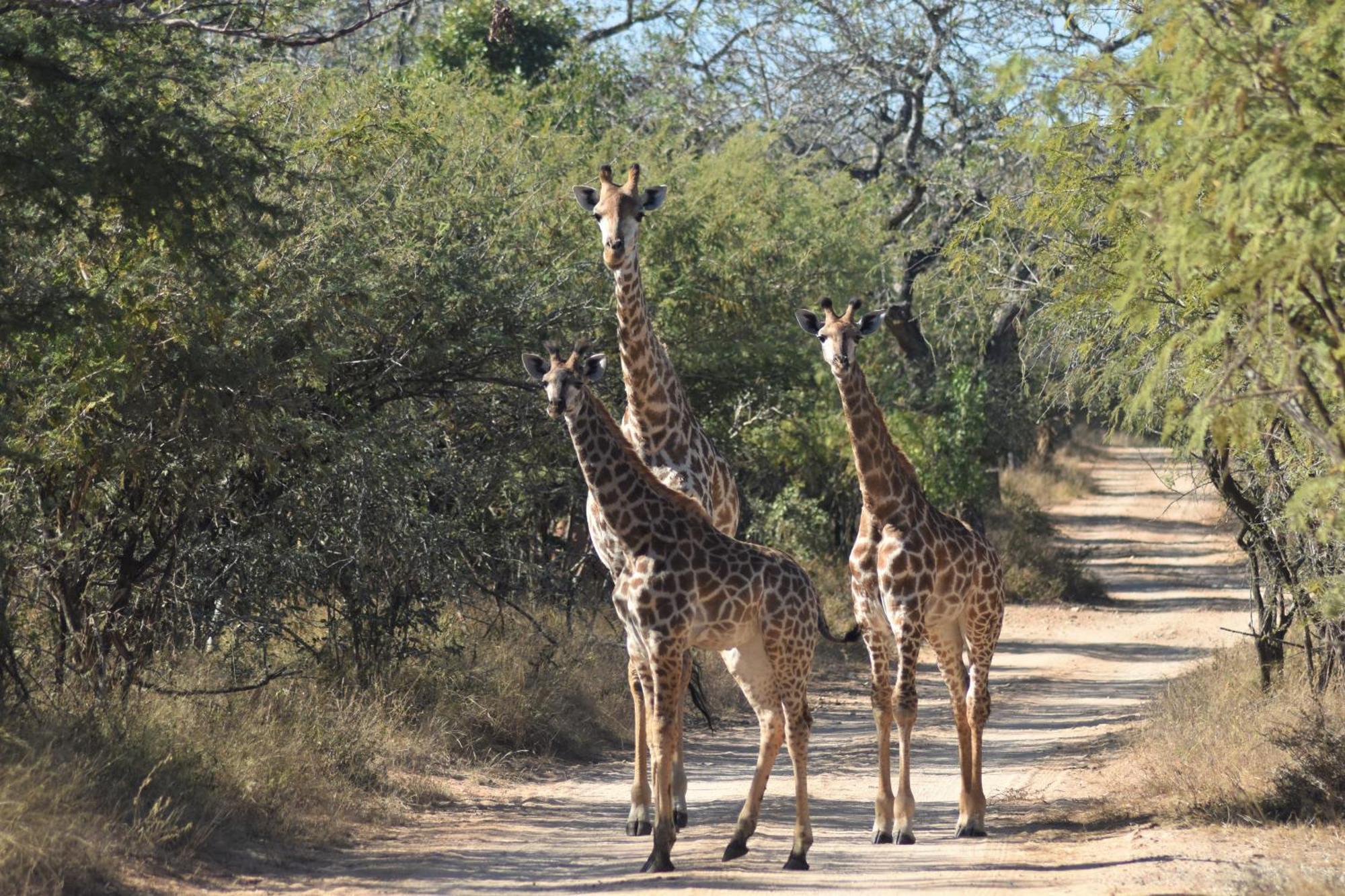 THE BAOBAB BUSH LODGE, no self catering, tv in lapa Hoedspruit Exterior foto