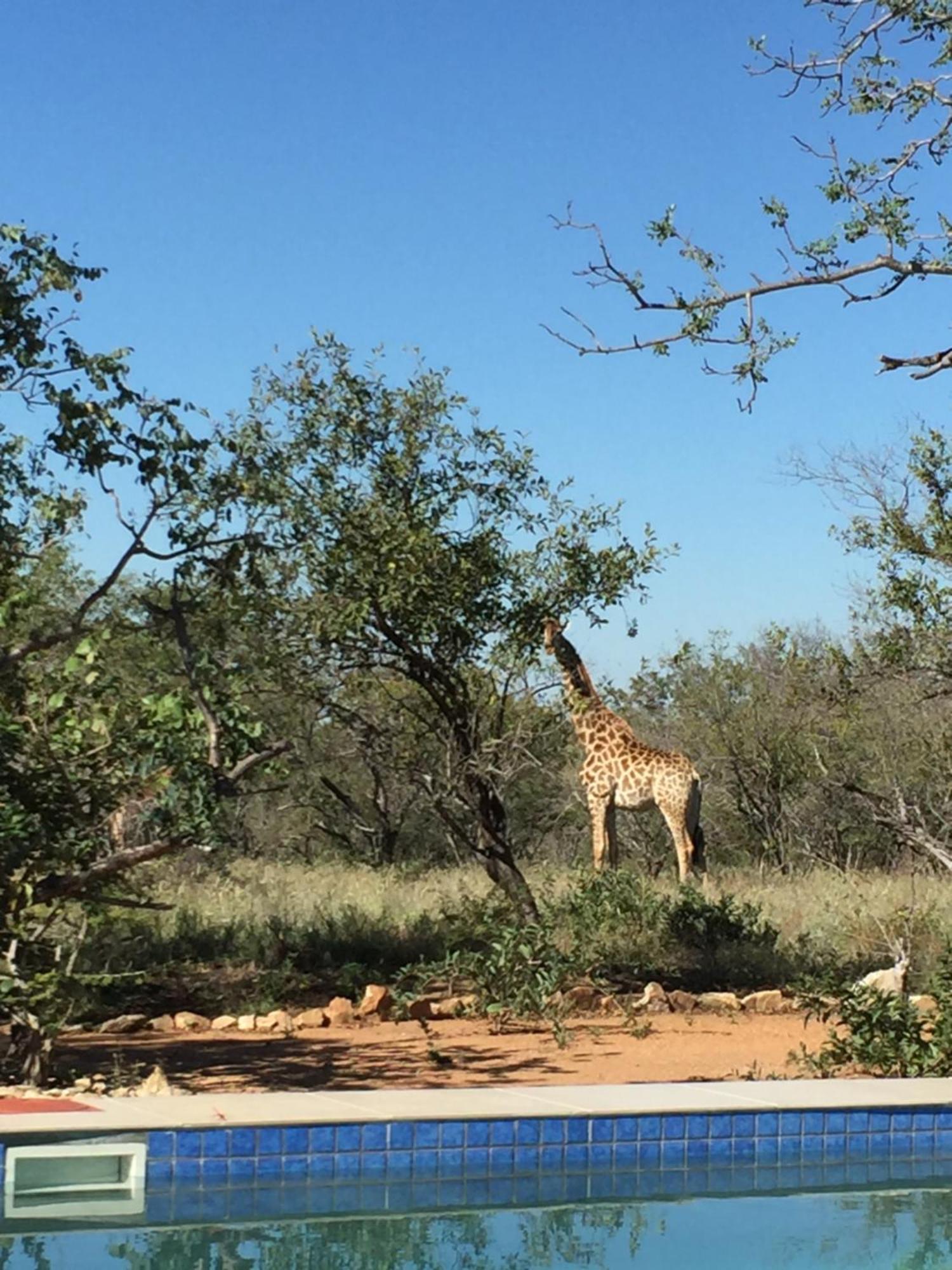 THE BAOBAB BUSH LODGE, no self catering, tv in lapa Hoedspruit Exterior foto
