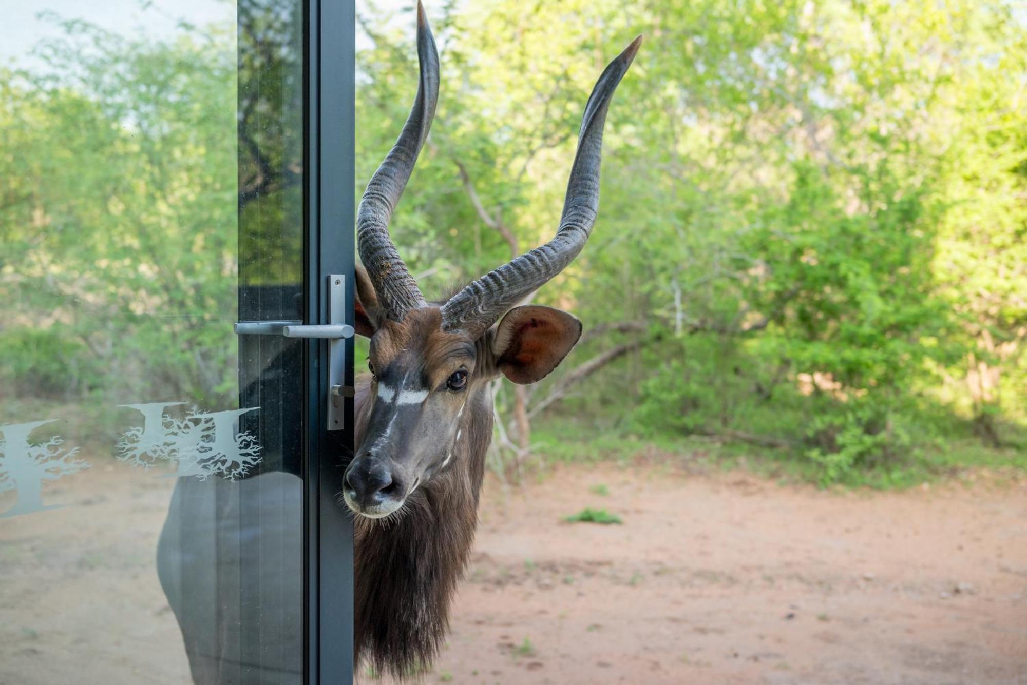 THE BAOBAB BUSH LODGE, no self catering, tv in lapa Hoedspruit Exterior foto